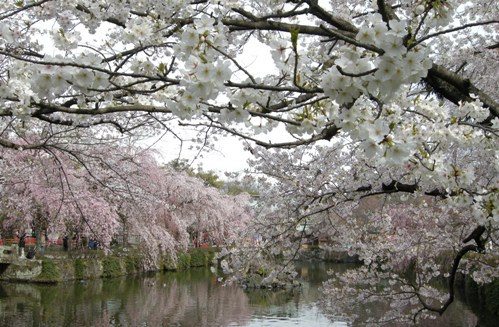 神池大島桜