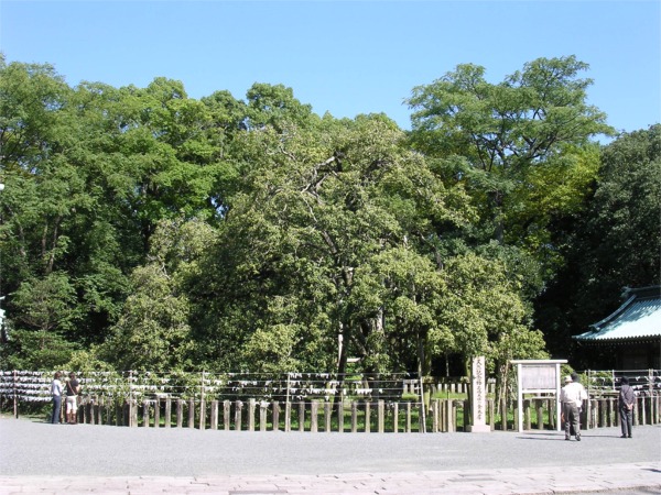 三嶋大社の金木犀