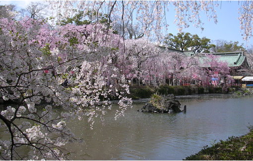 神池